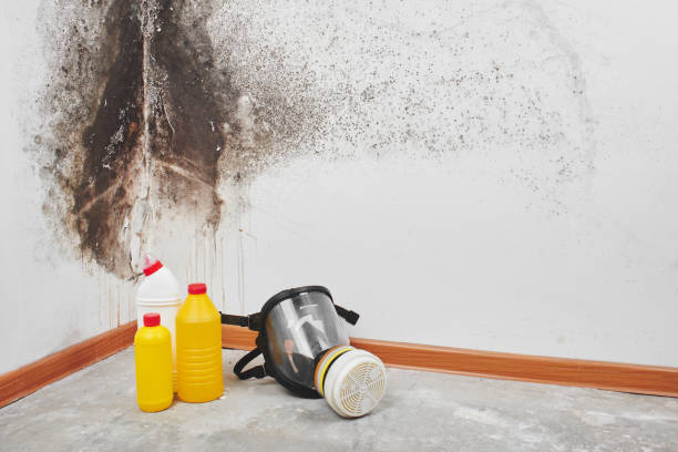 Best Office Mold Removal Services  in Frostproof, FL