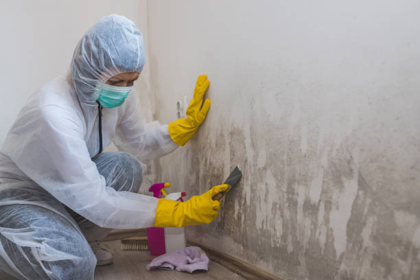 Office Mold Removal Services in Frostproof, FL
