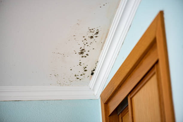 Best Home Mold Removal  in Frostproof, FL