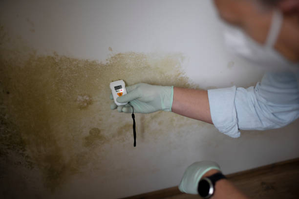 Best Mold Testing  in Frostproof, FL