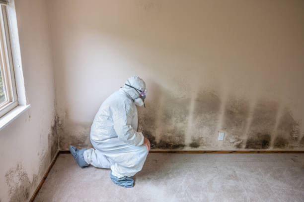 Home Mold Removal in Frostproof, FL