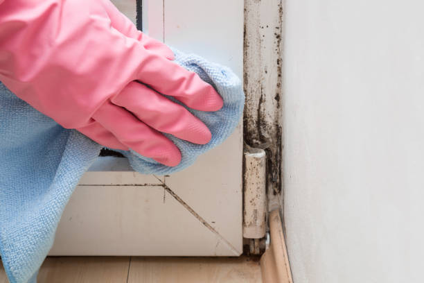 Best Home Mold Removal  in Frostproof, FL